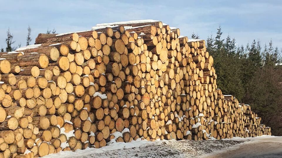 Cataste di tronchi di abete innevati al margine del bosco